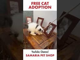 Free Cat Adoption | Cute Cats | Cat Kennel in India #freecat #freeadoption #cats #cat #shorts #short