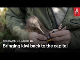 Bringing kiwi back to the capital | RNZ