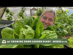 33' Growing Dome Garden Diary - Weeks 9 - 10