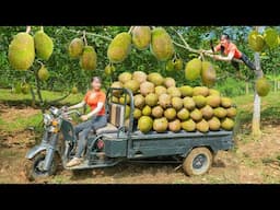 Use 3-wheeled Vehicle Harvesting Many Jackfruit Goes To Countryside Market Sell - Free Bushcraft