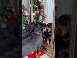 Rottweilers being Rottweilers