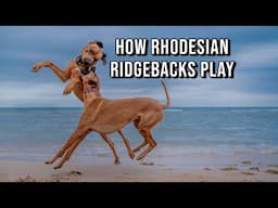 Rhodesian Ridgebacks Play Rough (And it's a joy to watch!)