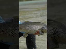 Mouse Eater? NZFishing  #fish #NZ #trout