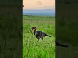 Snake Caught By A Ground Hornbill!! | #Wildlife #ShortsAfrica