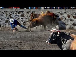 SE ESCAPÓ EL TORO Y CAUSÓ UNA TRAGEDIA.!! JARIPEYAZO EN LA ESQUINA.!!