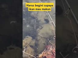 Ternyata Harus Begini supaya Ikan Mau Makan Umpan