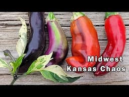 Taste Test And Review Of The Midwest Kansas Chaos Pepper Cross