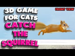 3D game for cats | CATCH THE SQUIRREL (front view) | 4K, 60 fps, stereo sound