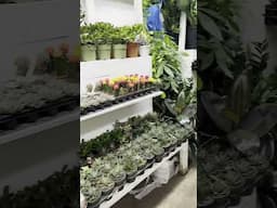 Any plant lovers here? A must visit in NYC. Mini vlog #1 #vidhyashomecooking #indoorplants hours