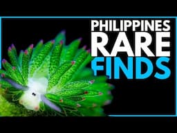 Searching for exotic species in philippines