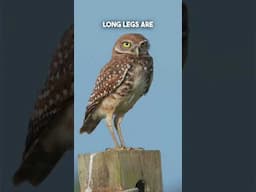 Burrowing Owls in Florida! #wildlife #owls #shorts