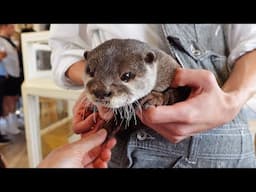 Cute Otter Shakes Hands With Guests!