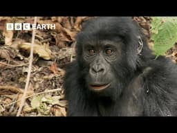 Young Silverback Tries to Prove His Strength | Growing Up Wild | BBC Earth Kids