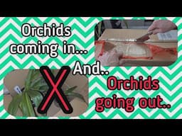 NEW orchids coming in OLD orchids going out & oncidium repotting etc