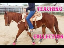 Colt Starting: Teaching Collection PART 1