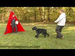 Giant Schnauzer Super Dog "Leif" 2 Yrs Home Raised Prof/Trained Confident Obedient Easily Controlled