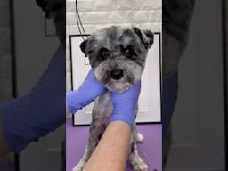 Dog Grooming Face #dog #doggroomingforbeginners