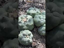 Perfect Lophophora diffusa specimen in habitat, right where it belongs. Looks like a cultivar right?