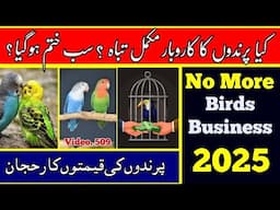 No More Birds Business (2024, 2025), Birds Prices Trend in Pakistan, in Urdu by |Arham|., Video. 509