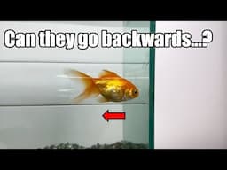 Can Fish Swim Backwards? An Experiment!