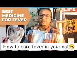 Cat fever Treatment at Home in Hindi| Best Cat Fever Medicine in 2023