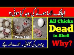 All Chicks Dead in Shell Why? (Java, Love Birds) Reason & Solution in Urdu/Hindi by |Arham| Vdo. 501