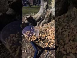 Viral Shocker Squirrel FALLS in cookie jar and goes NUTS !!