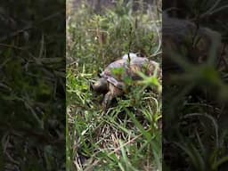 Gopher Tortoise Eats Its First Meal After Being Released