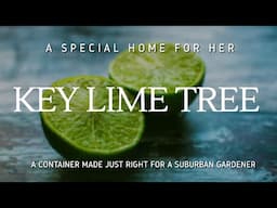 Container Grown Mexican Key Lime Tree