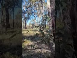 Australian Forest