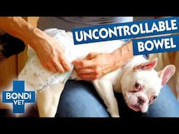 Rescue French Bulldog With Spina Bifida Is Incontinent 💔 Coast to Coast S9 E3 | Bondi Vet