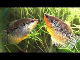 The Complete Guide To Keeping And Breeding The Pearl Gourami  (Trichopodus leerii)