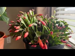 I heard you have a holiday cactus that needs some help! #thanksgivingcactus #plantcaretips #blooms