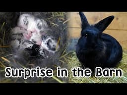 Baby Rabbit Surprise - Pumpkins as a Natural De-wormer for Animals