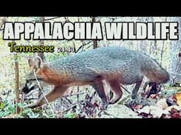 Appalachia Wildlife Video 24-43 of AS THE RIDGE TURNS in the Foothills of the Great Smoky Mountains