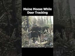 MAINE HUNTER RUNS INTO MOOSE