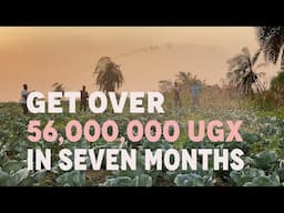 Make over 55,389,000 Ugx with Cabbage Farming in 7 months!