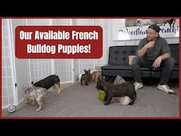 Our Available French Bulldog Puppies!