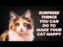 Surprise Things You Can Do to Make Your Cat Happy