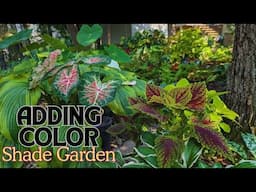 Make Your Shade Garden POP with Caladiums & Coleus! 🍃🍀 September Shade Garden Tour 🌿