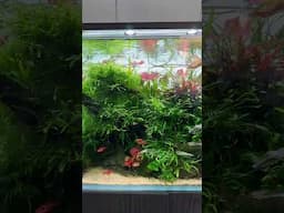 Love Nature Aquarium ❤️#aquascaping #plantedtank #aquascape #aquariumgardens #natureaquarium