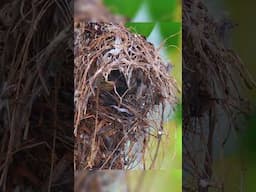 Golden-bellied Gerygone feeds their young