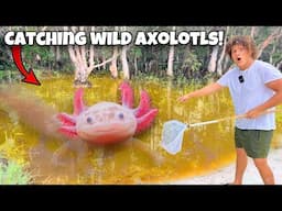 I Caught WILD AXOLOTLS For My AQUARIUM!