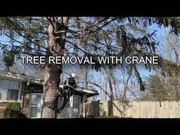 Tree Removal with a Crane