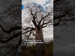 Baobab Trees Can Help Predict Climate Change