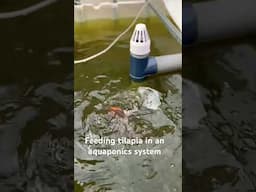 Tilapia feeding