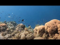 100&Change: Global Reef Revolution: a scalable solution for coral reef conservation