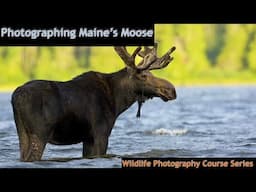 How to Photograph Maine Moose & Loons