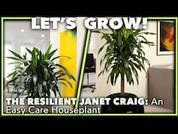 THE BULLET PROOF JANET CRAIG DRACAENA: The Ultimate Low-Light Houseplant Champ! 🌿