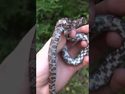 Milksnake Under A Wooden Board!